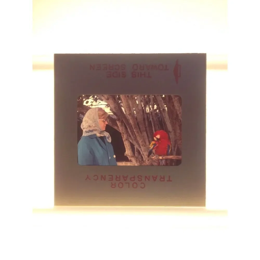 Vintage 1970 Woman with Red Parrot Tourist Travel Photograph Color Slide